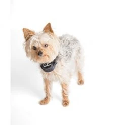 PetSafe Stay & Play Wireless Fence Rechargeable Receiver Collar -PetSafe Sales Shop 1016176 A7