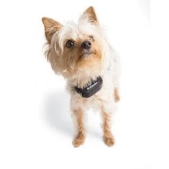 PetSafe YardMax Rechargeable In-Ground Fence Collar -PetSafe Sales Shop 1106831 A6