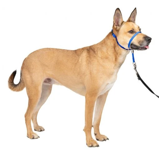 PetSafe Gentle Leader Quick Release Dog Head Collar -PetSafe Sales Shop 1106857