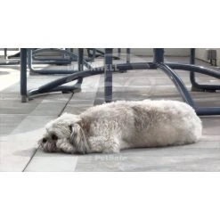 PetSafe Drinkwell 360 Dog and Cat Water Fountain, Plastic, 128 oz. -PetSafe Sales Shop 1136879 VIDEO 1 480x270 1200k