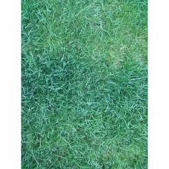 PetSafe Lawn Protector Pet Urine Neutralizer Water Pucks, 2 ct. -PetSafe Sales Shop 1181929 A2