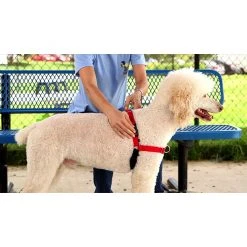 PetSafe Easy Walk Deluxe No-Pull Dog Harness -PetSafe Sales Shop 1182073 VIDEO 1 480x270 1200k