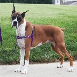 PetSafe Easy Walk No-Pull Dog Harness, Bling Design 13 PetSafe Easy Walk No-Pull Dog Harness, Bling Design -PetSafe Sales Shop 1258762 A2