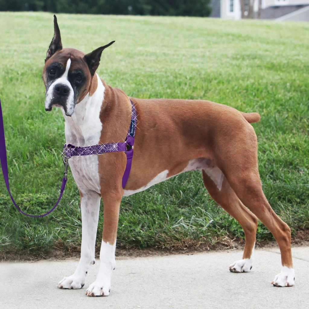 PetSafe Easy Walk No-Pull Dog Harness, Bling Design 5 PetSafe Easy Walk No-Pull Dog Harness, Bling Design - Image 3
