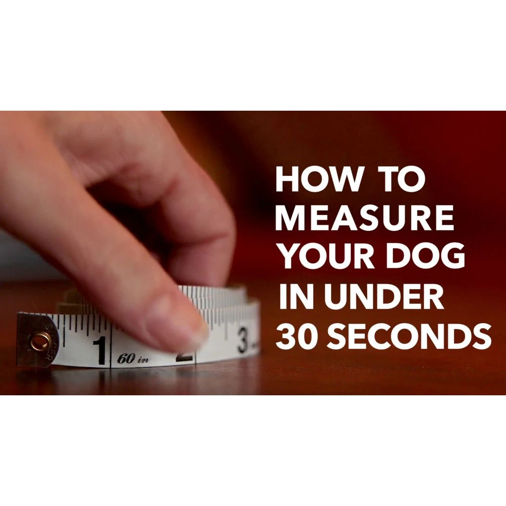 PetSafe Easy Walk No-Pull Dog Harness, Bling Design 9 PetSafe Easy Walk No-Pull Dog Harness, Bling Design - Image 7