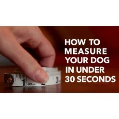 PetSafe Easy Walk Chic Dog Harness, Bonez -PetSafe Sales Shop 1258773 VIDEO 1 480x270 1200k