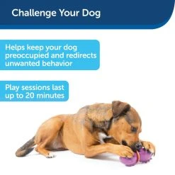 PetSafe Busy Buddy Dinosaur Dog Chew Toy, Medium -PetSafe Sales Shop 1258794 A3