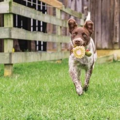 PetSafe Sportsmen Squeeze Meeze Turkey Dog Toy 11 PetSafe Sportsmen Squeeze Meeze Turkey Dog Toy -PetSafe Sales Shop 1258828 A4