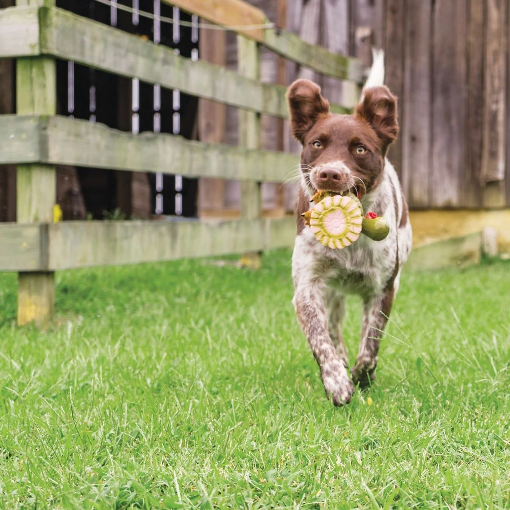 PetSafe Sportsmen Squeeze Meeze Turkey Dog Toy 7 PetSafe Sportsmen Squeeze Meeze Turkey Dog Toy - Image 5