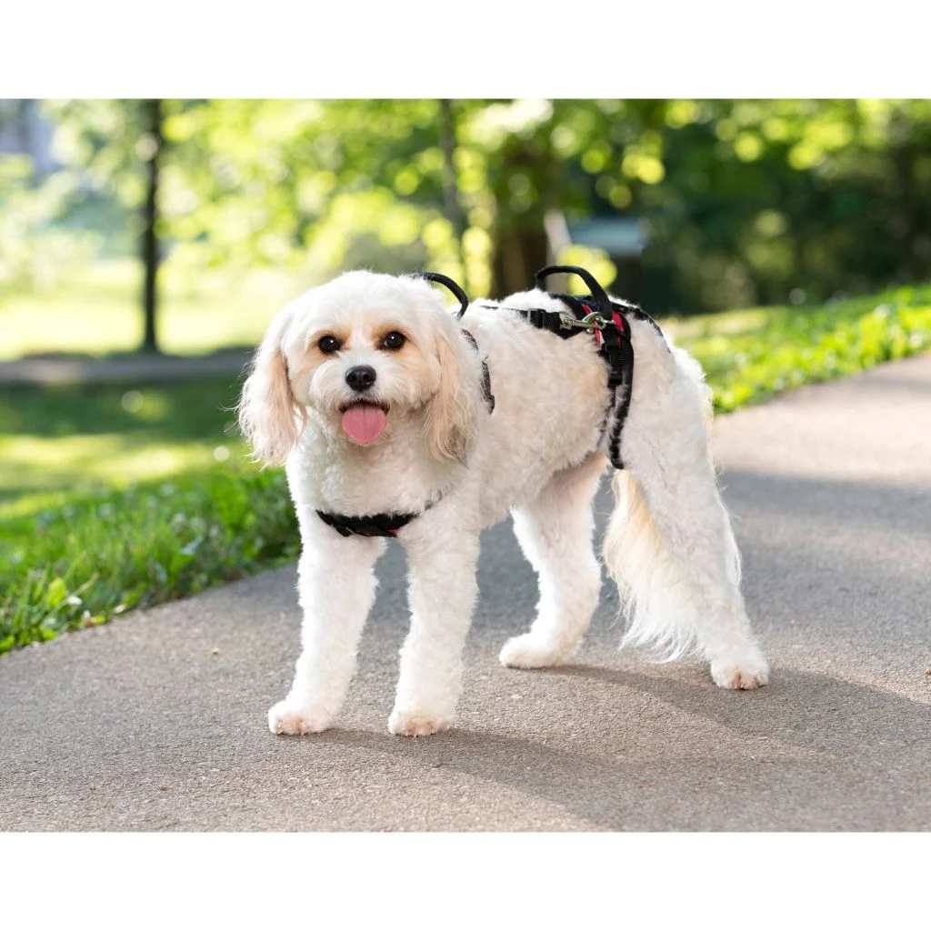 PetSafe CareLift Support Dog Harness, Small 7 PetSafe CareLift Support Dog Harness, Small - Image 5