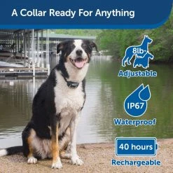 PetSafe Lite Add-A-Dog Remote Dog Training Collar, 300 yd. Range, Waterproof, 15 Levels Stimulation, for 8 lb. or Smaller Dogs -PetSafe Sales Shop 1339656 A2