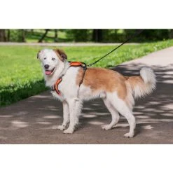 PetSafe Walk Along Reflective Outdoor Dog Harness, Small, Orange -PetSafe Sales Shop 1460314 A1