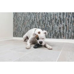 PetSafe Squeak 'N Treat Ninja Star Dog Chew Toy, Medium -PetSafe Sales Shop 1460326 A6