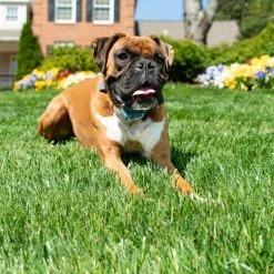 PetSafe 300 Yard Remote Spray Trainer for Dogs -PetSafe Sales Shop 1460335 A6