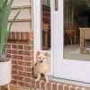 PetSafe Sliding Glass Pet Door, 2 pc., Small 1 PetSafe Sliding Glass Pet Door, 2 pc., Small -PetSafe Sales Shop 1460336