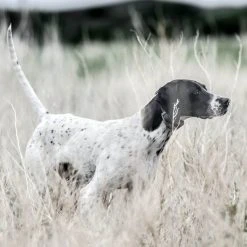 PetSafe SportHunter 1225X Rechargeable Remote Dog Training Collar, 3/4 Mile Range, for Dogs 8 lb. or Larger -PetSafe Sales Shop 1460340 A6