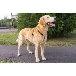 PetSafe Two-Point Control Dog Leash, 3/4 in. -PetSafe Sales Shop 1460346 A2