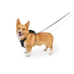 PetSafe Walk Along Reflective Outdoor Dog Harness 10 PetSafe Walk Along Reflective Outdoor Dog Harness -PetSafe Sales Shop 1592324 A2
