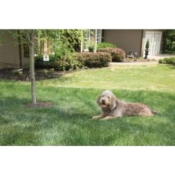 PetSafe 0.25 Acres Operating Range Outdoor Bark Control Device -PetSafe Sales Shop 3690147 A8
