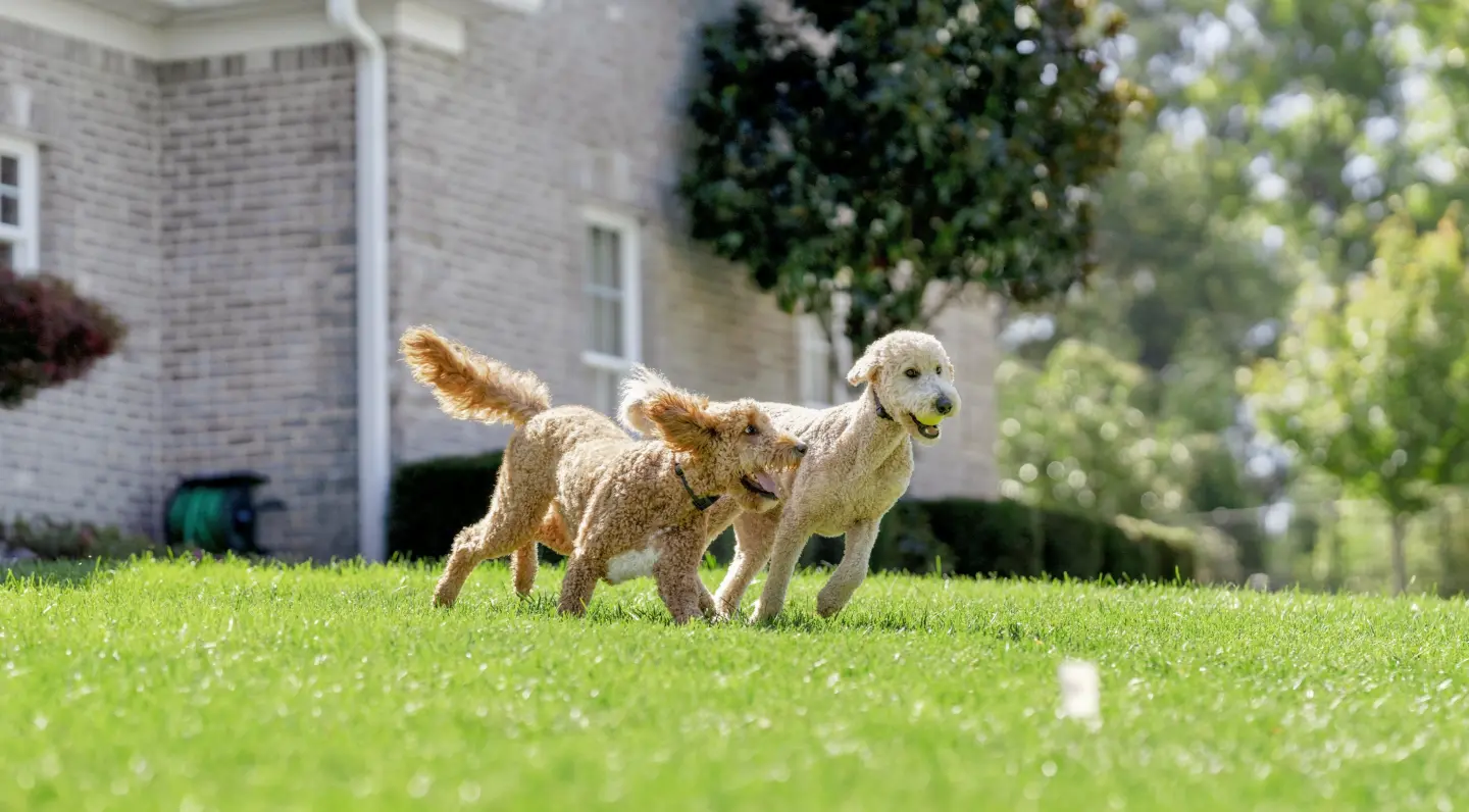 PetSafe Sales Shop -PetSafe Sales Shop 90bc975515fca6f245585faa5706df7d2888c5fb 1440x796 1