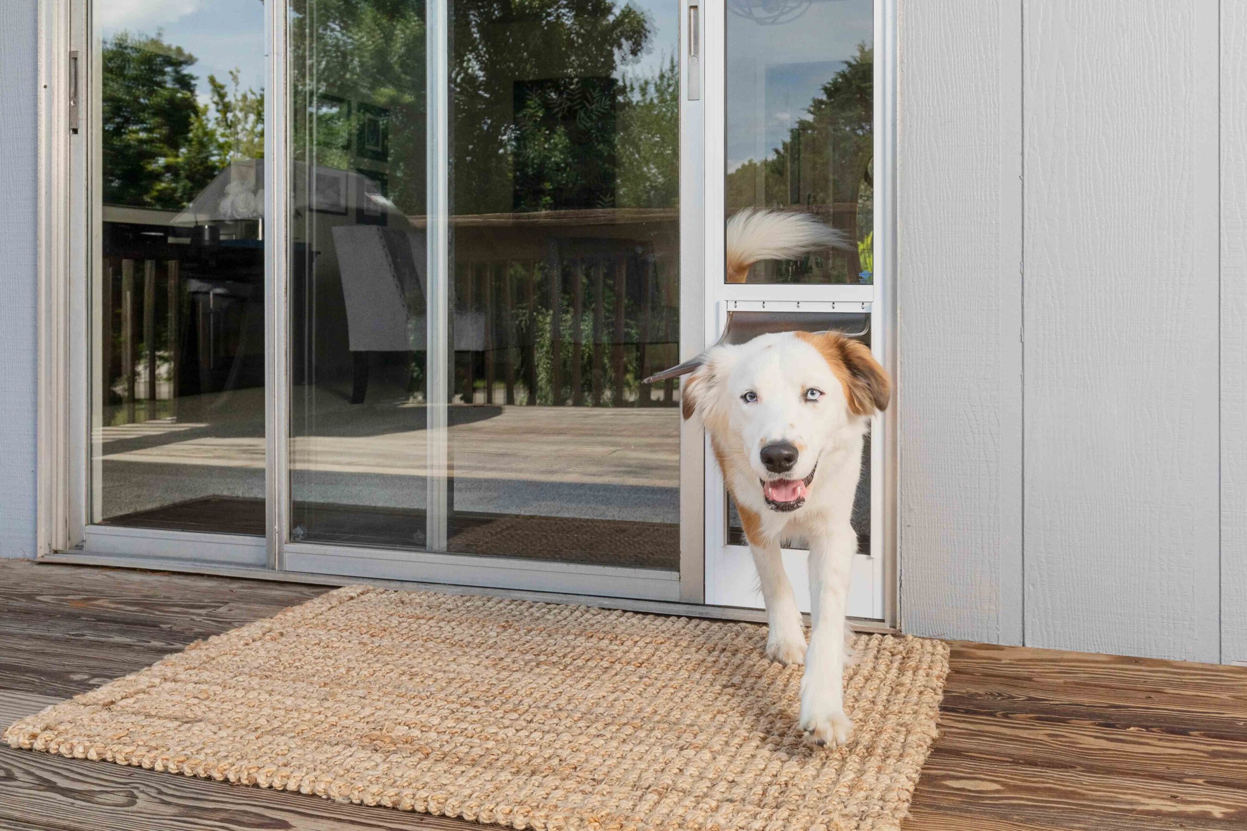 PetSafe Sales Shop -PetSafe Sales Shop ad4cefc78dda605dcca7e7e6e4afa74e2382ebdf 4771x3181 1 scaled